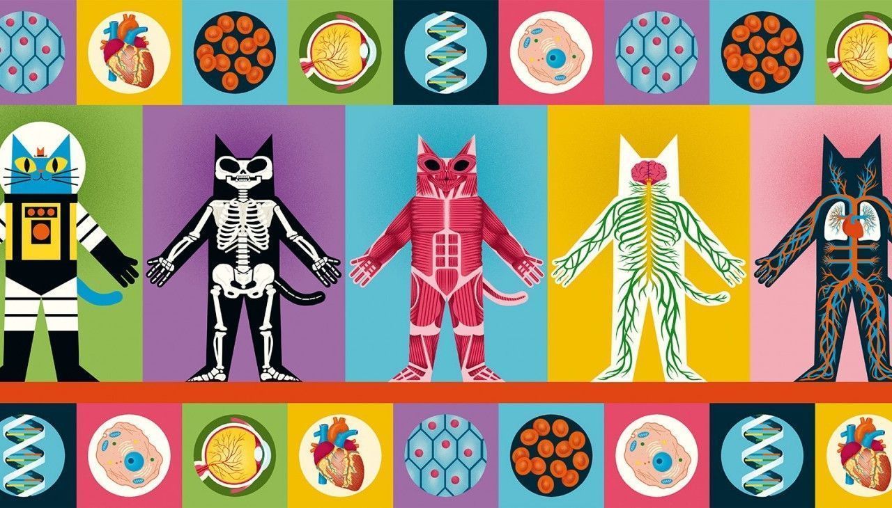 Tercera imagen de El profesor Astrocat y la odisea del cuerpo humano - Bárbara Fiore