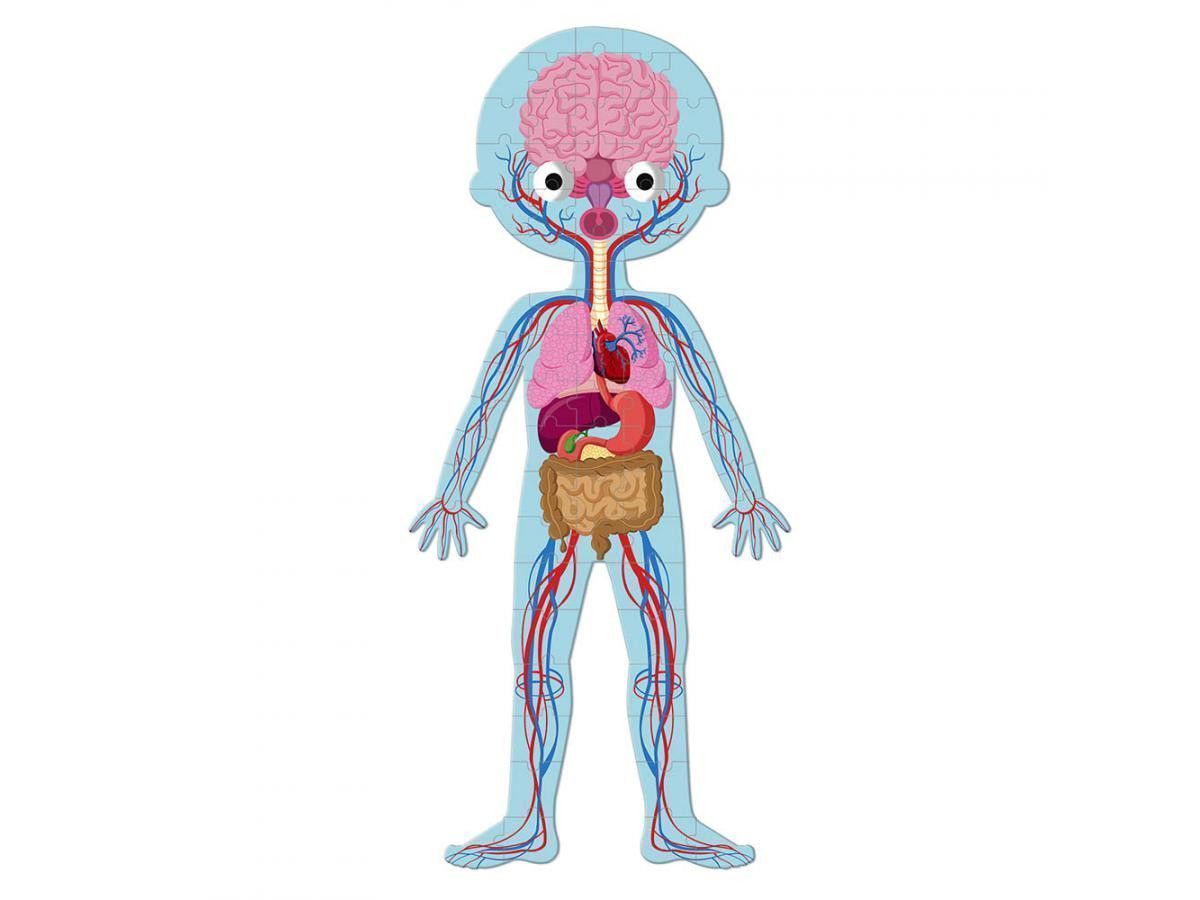 Quinta imagen del Puzle educativo Cuerpo Humano - Janod