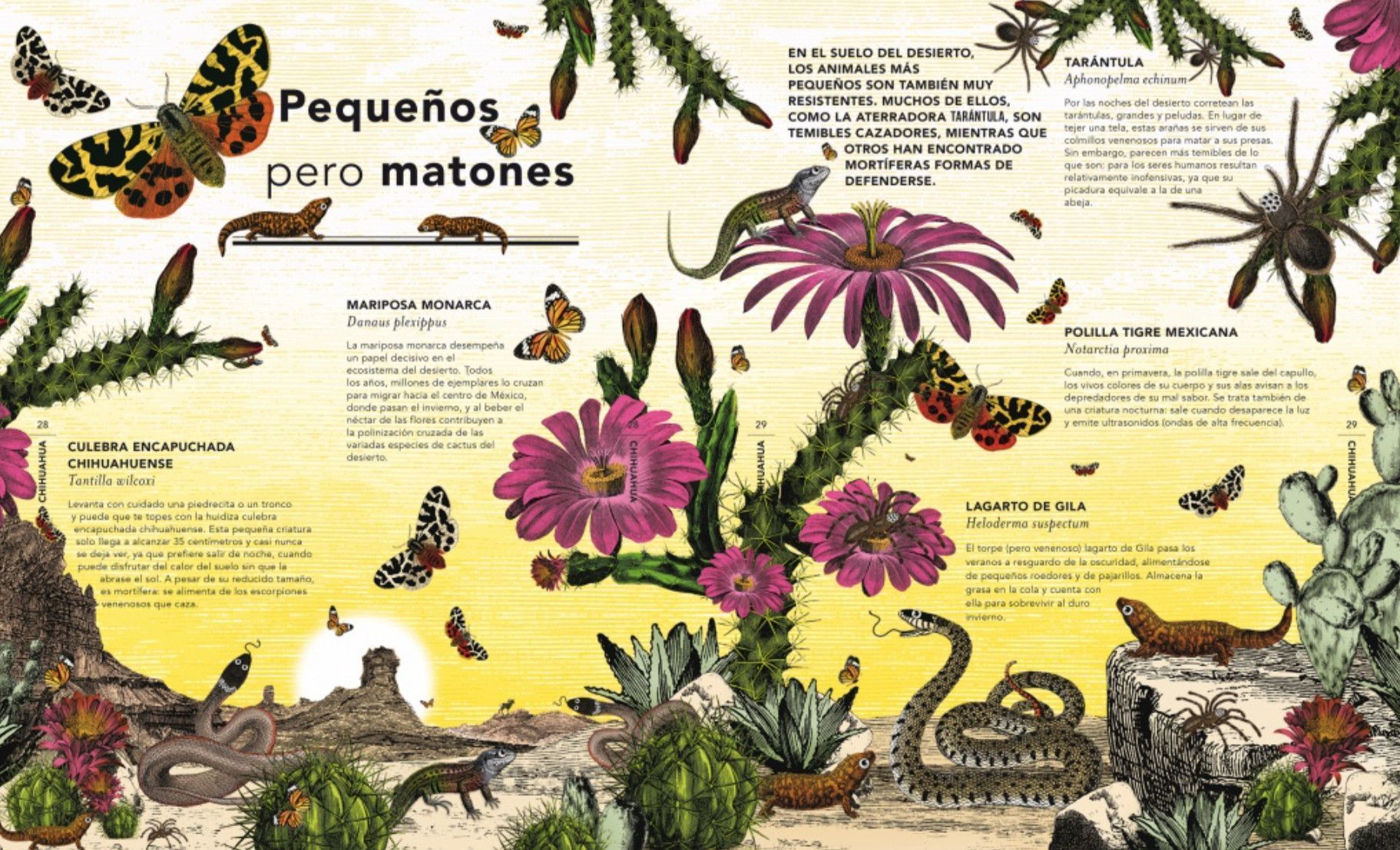 Segunda imagen de El jardín de las maravillas - Flamboyant