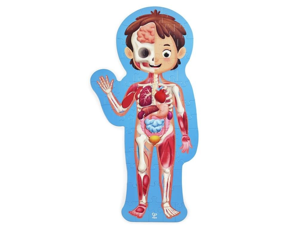 Primera imagen del Puzle Cuerpo Humano de Hape