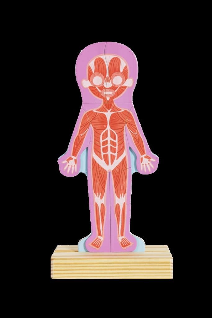 Novena imagen del Rompecabezas Magnético del Cuerpo Humano de Hape
