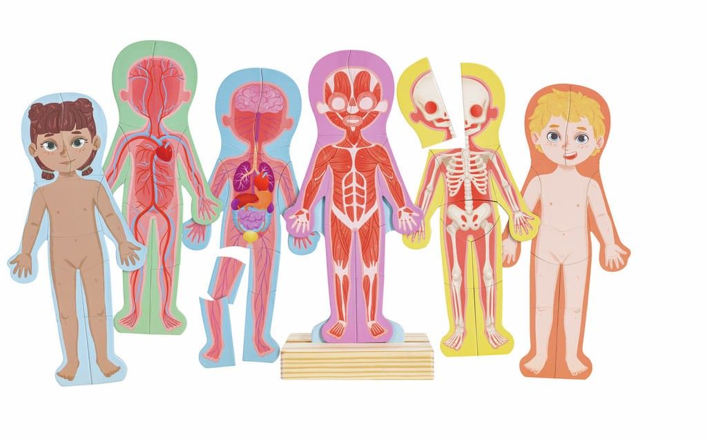 Primera imagen del Rompecabezas Magnético del Cuerpo Humano de Hape