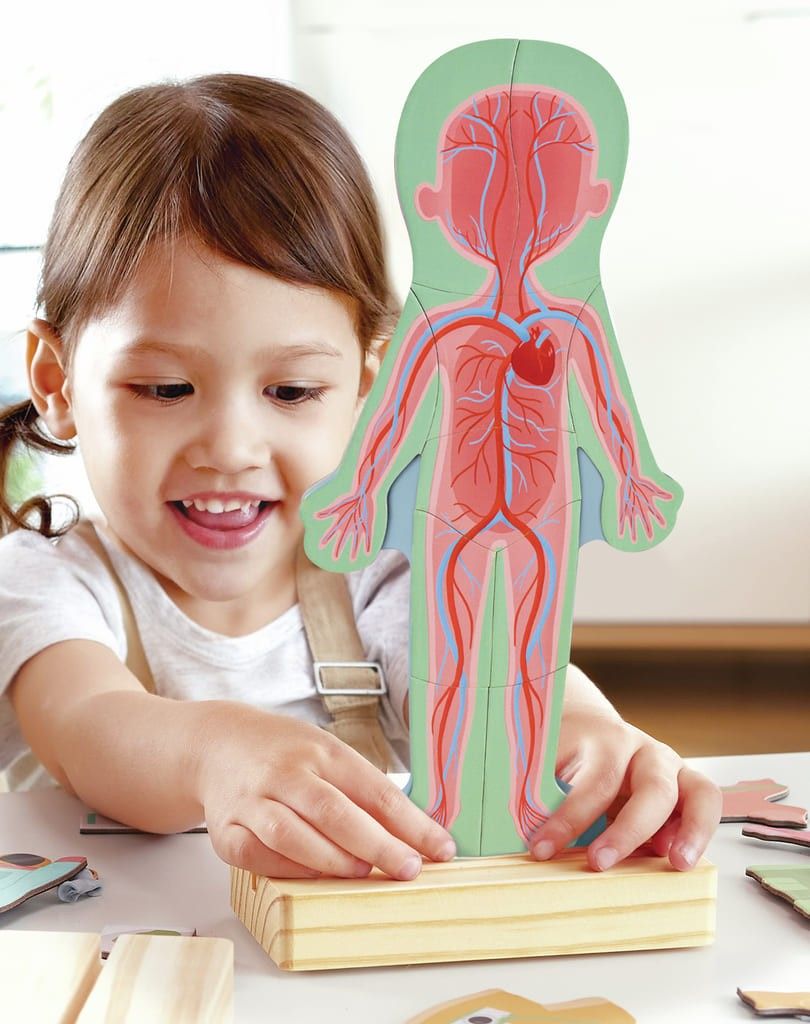 Séptima imagen del Rompecabezas Magnético del Cuerpo Humano de Hape