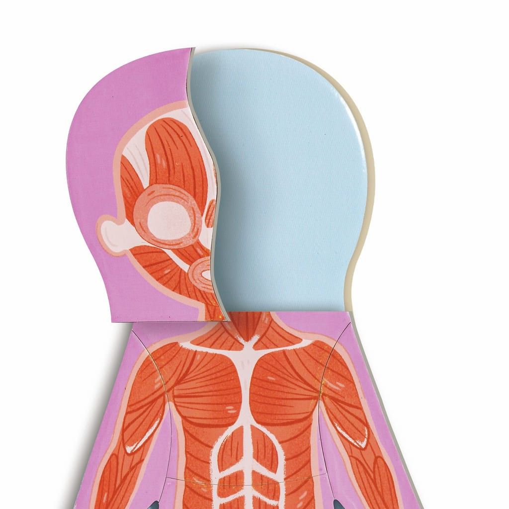 Sexta imagen del Rompecabezas Magnético del Cuerpo Humano de Hape